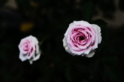 杉本さんの生花⑦と祐延さんの薔薇